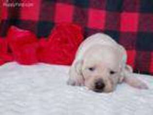 Labrador Retriever Puppy for sale in Dublin, TX, USA