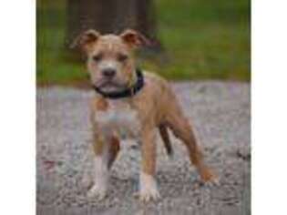 Mutt Puppy for sale in Wilson, NC, USA