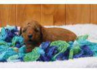 Goldendoodle Puppy for sale in Grantsville, MD, USA