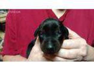 Doberman Pinscher Puppy for sale in Deer Lodge, TN, USA