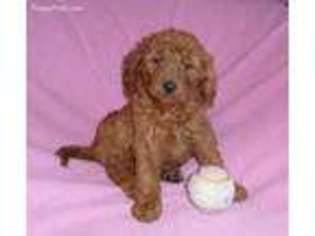 Labradoodle Puppy for sale in Seville, OH, USA