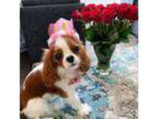 Cavalier King Charles Spaniel Puppy for sale in New Bern, NC, USA