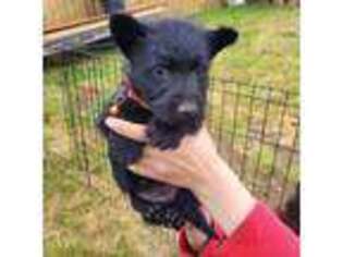 Scottish Terrier Puppy for sale in Red Bluff, CA, USA