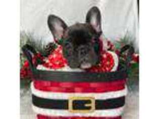 French Bulldog Puppy for sale in Dysart, IA, USA