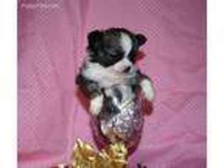 Chihuahua Puppy for sale in Goldsboro, NC, USA