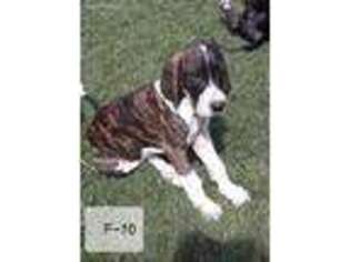 Great Dane Puppy for sale in Hulbert, OK, USA