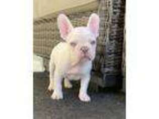 French Bulldog Puppy for sale in Simi Valley, CA, USA