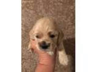 Cocker Spaniel Puppy for sale in Grand Junction, CO, USA