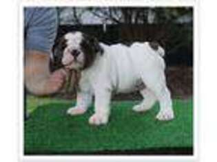 Bulldog Puppy for sale in Mount Pleasant, SC, USA