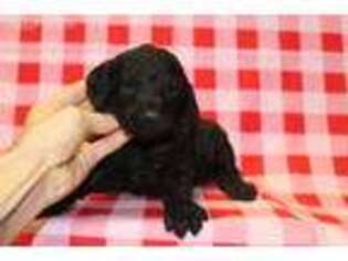 Goldendoodle Puppy for sale in Johnstown, OH, USA