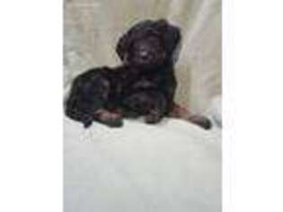 Border Collie Puppy for sale in Cocolalla, ID, USA