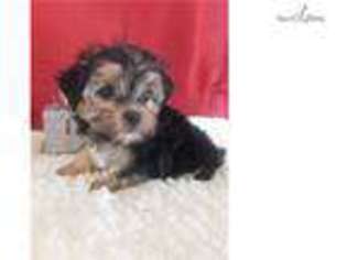 Yorkshire Terrier Puppy for sale in Cambridge, OH, USA
