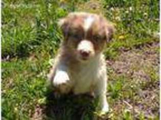 Australian Shepherd Puppy for sale in Donnellson, IA, USA