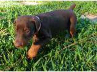 Doberman Pinscher Puppy for sale in Natchitoches, LA, USA