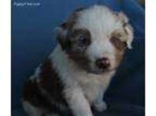 Australian Shepherd Puppy for sale in West Plains, MO, USA