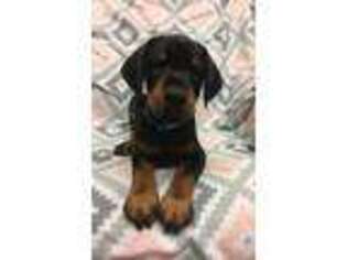 Doberman Pinscher Puppy for sale in Leander, TX, USA