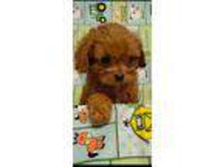 Cavapoo Puppy for sale in Telephone, TX, USA
