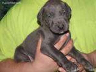 Great Dane Puppy for sale in Akron, OH, USA