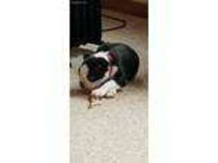 Boston Terrier Puppy for sale in Uhrichsville, OH, USA