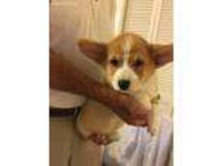 Pembroke Welsh Corgi Puppy for sale in Gilbertown, AL, USA
