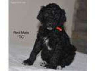 Mutt Puppy for sale in Woodland, AL, USA