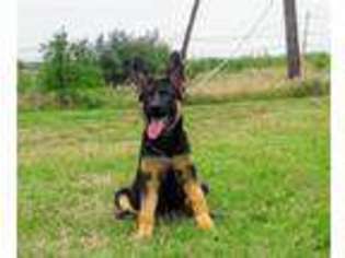 Medium Photo #1 German Shepherd Dog Puppy For Sale in Fort Worth, TX, USA