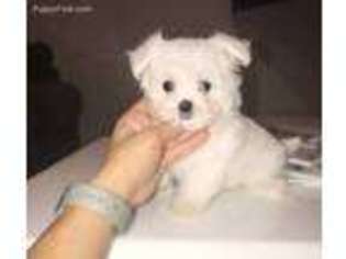 Maltese Puppy for sale in Upland, CA, USA