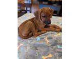 Rhodesian Ridgeback Puppy for sale in Willard, MO, USA