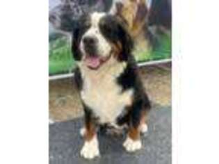 Bernese Mountain Dog Puppy for sale in Unknown, , USA