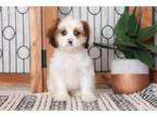Lhasa Apso Puppy for sale in Naples, FL, USA