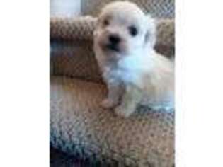 Maltese Puppy for sale in Enfield, CT, USA