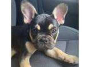 French Bulldog Puppy for sale in Coloma, MI, USA