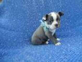 Boston Terrier Puppy for sale in Whittier, CA, USA
