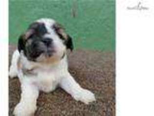 Mi-Ki Puppy for sale in Oklahoma City, OK, USA