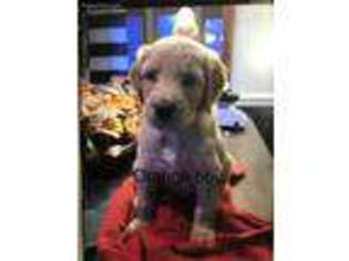 Goldendoodle Puppy for sale in Willard, OH, USA