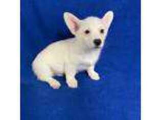 Pembroke Welsh Corgi Puppy for sale in Eaton, OH, USA