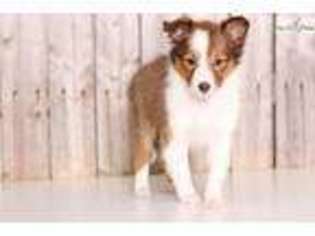 Shetland Sheepdog Puppy for sale in Columbus, OH, USA