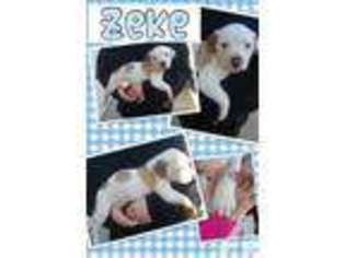 American Bulldog Puppy for sale in GREENFIELD, IN, USA