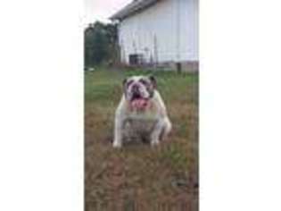 Bulldog Puppy for sale in Kingsland, GA, USA