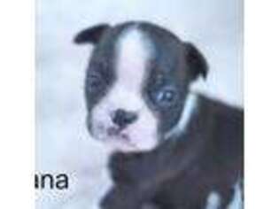 Boston Terrier Puppy for sale in Azle, TX, USA