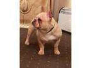 French Bulldog Puppy for sale in Belvedere, Greater London (England), United Kingdom