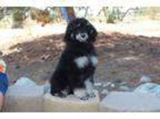 Mutt Puppy for sale in Pinon Hills, CA, USA