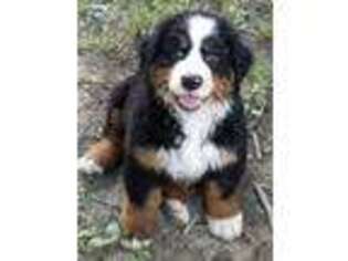Bernese Mountain Dog Puppy for sale in Gerald, MO, USA