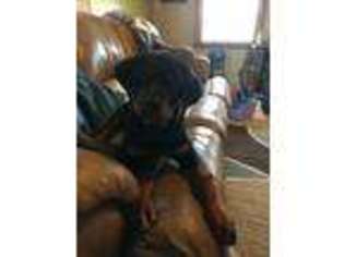 Rottweiler Puppy for sale in Jasonville, IN, USA