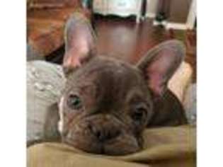 French Bulldog Puppy for sale in Carter, OK, USA