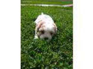 Cavachon Puppy for sale in West Point, IA, USA