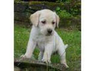 Labrador Retriever Puppy for sale in New Albany, PA, USA