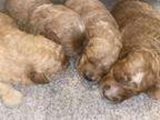 Goldendoodle Puppy for sale in Clarita, OK, USA
