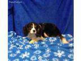 Cavalier King Charles Spaniel Puppy for sale in Texarkana, AR, USA