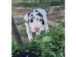 Great Dane Puppy for sale in Strasburg, CO, USA